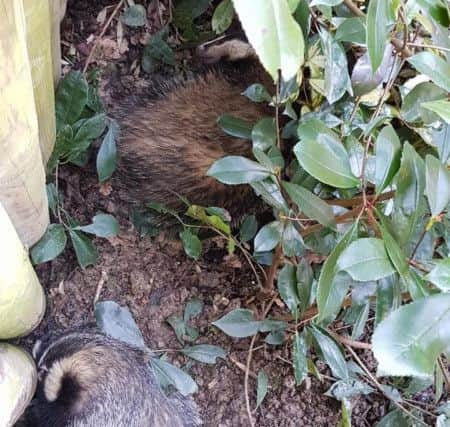 The two badgers were found in a back garden in Hastings. Photo courtesy of East Sussex WRAS. SUS-180219-093957001