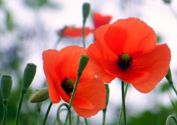The free workshop is being held to help out with the River of Poppies project in the town