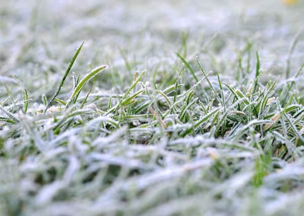 We've seen a few 'snigglers' recently - a light frost