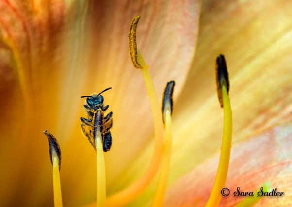 Sara Sadler's photograph of a bee