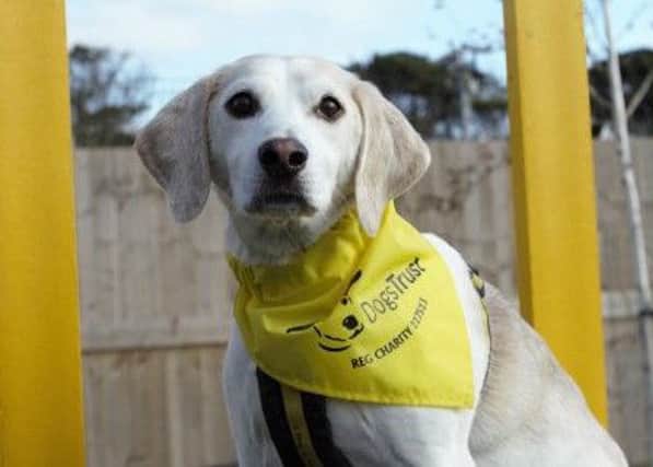 Boogie dogs trust dog of the week