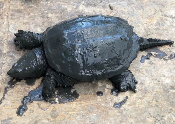 A snapping turtle was found as crews continue works on revamping Worthing's Brooklands Lake
