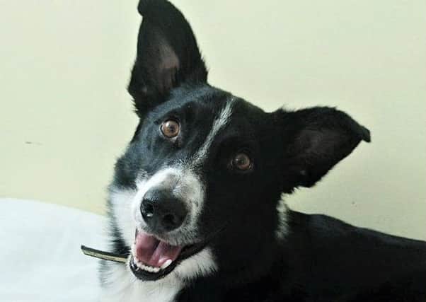 Rufus is a clever collie who loves to play football