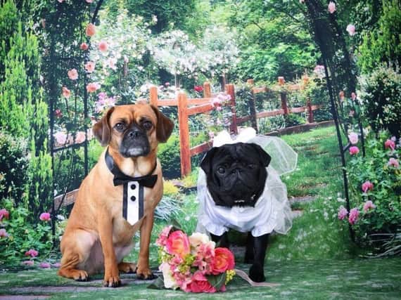 Pugs Zeus and Hera will tie the knot in Brighton