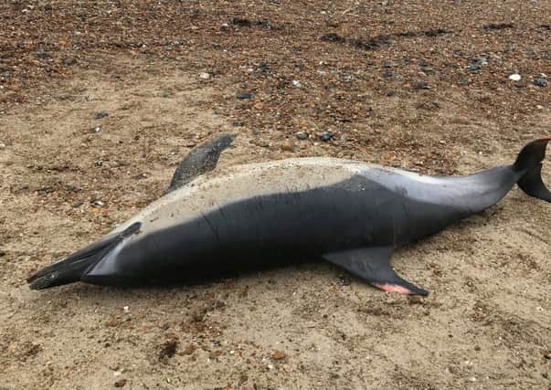 The porpoise washed up on Worthing beach. Photo: Iain Buchanan