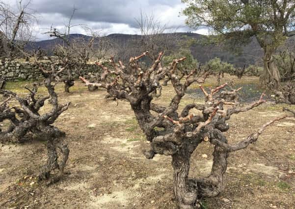 Eighty-year-old vines in Sierra de Salamanca