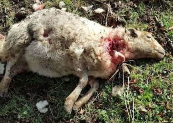 Ewe killed at Cissbury Ring in February. Photo: Sussex Police