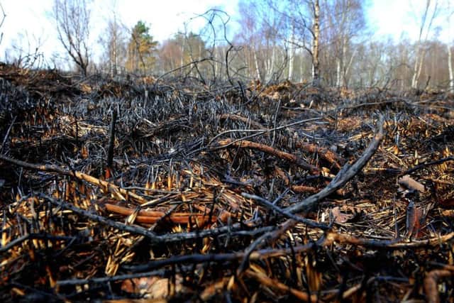 Anger at negligence of Sussex Wildlife trust whose bonfire got out of control and set fire to 31 hectares of Iping Common. Pic Steve Robards SR1806720