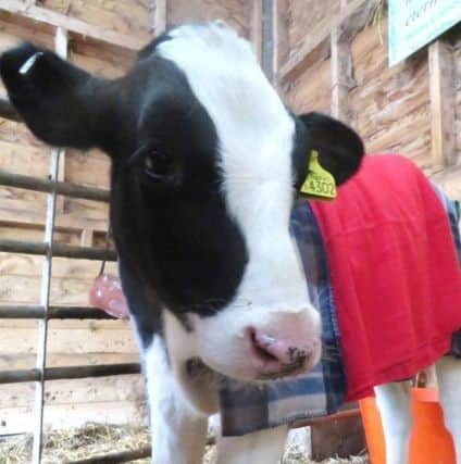 Money from Worthing's vegan Easter fair will go towards calf 'Nipper Jackson' who is currently residing at Hugletts Wood Farm Animal Sanctuary in East Sussex SUS-180314-213342001