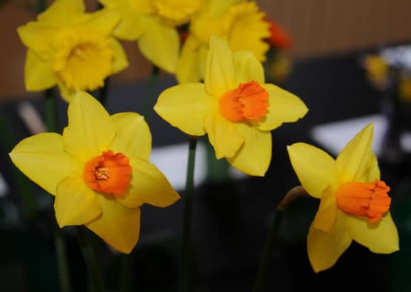 Crowhurst and District Horticultural Society Spring Show 2018 SUS-180320-120547001