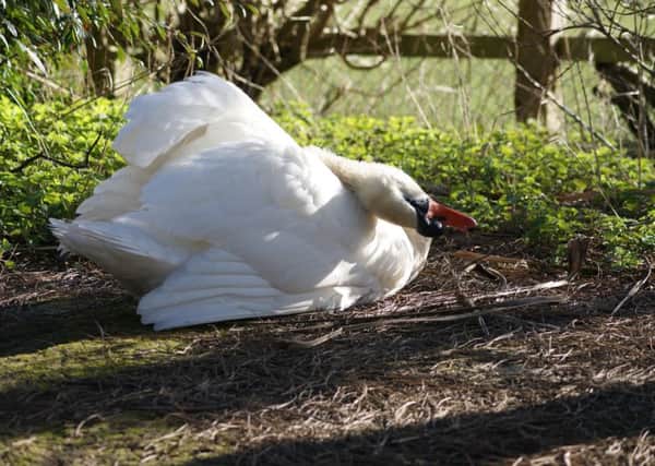 A swan was covered in diesel in a pollution incident