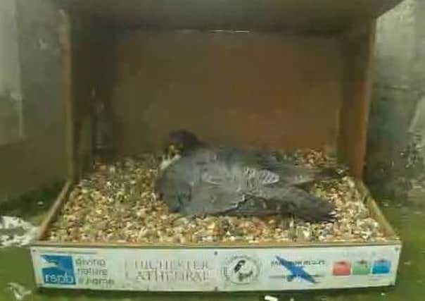 A screengrab of the female falcon sitting on the first egg, taken from the live feed