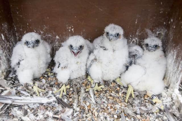 Four chicks have successfully hatched from the cathedral for the last two years. Photo Luke Dray. SUS-161130-133910001