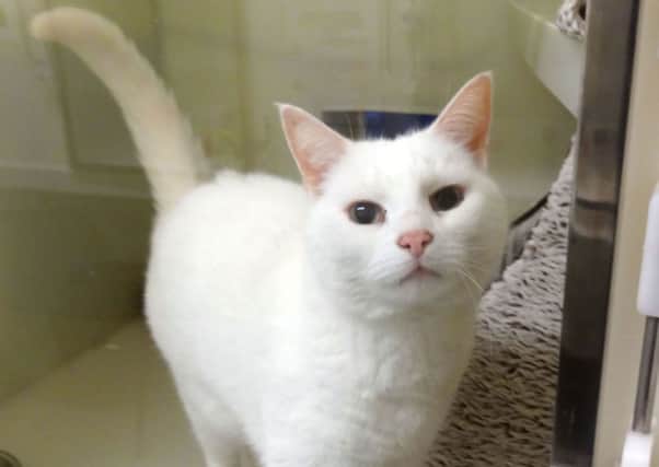 Bluebell Ridge resident Smirnoff who is looking for a new home SUS-180327-101148001