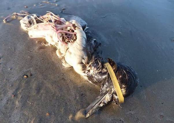 Matt Palmer from Wick discovered fish and birds who had been killed by plastic waste on East Beach in Littlehampton. A guillemot had a plastic ring caught on its head.