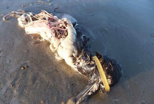 Matt Palmer from Wick discovered fish and birds who had been killed by plastic waste on East Beach in Littlehampton. A guillemot had a plastic ring caught on its head.
