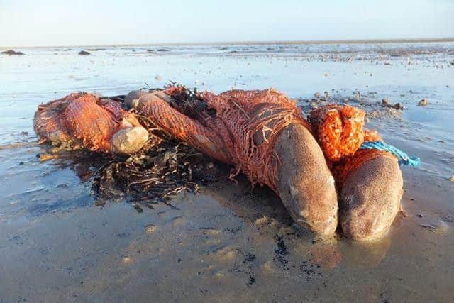 Matt Palmer from Wick discovered fish and birds who had been killed by plastic waste on East Beach in Littlehampton. Seven dogfish were caught up in plastic.