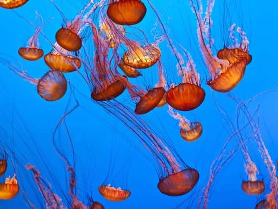 Pacific Sea Nettle jellyfish