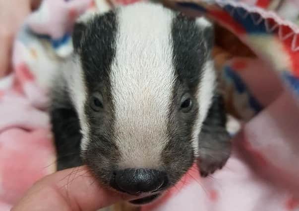 Baby badger from near Hailsham SUS-180328-100011001
