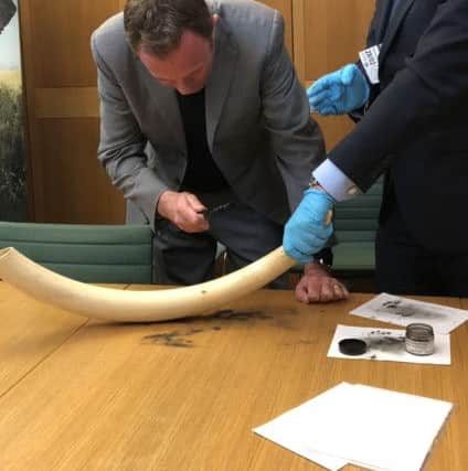 Nick Herbert inspecting innovative new methods of detecting fingerprints on elephant tusks at an International Fund of Animal Welfare (IFAW) event in the House of Common SUS-180328-114958001