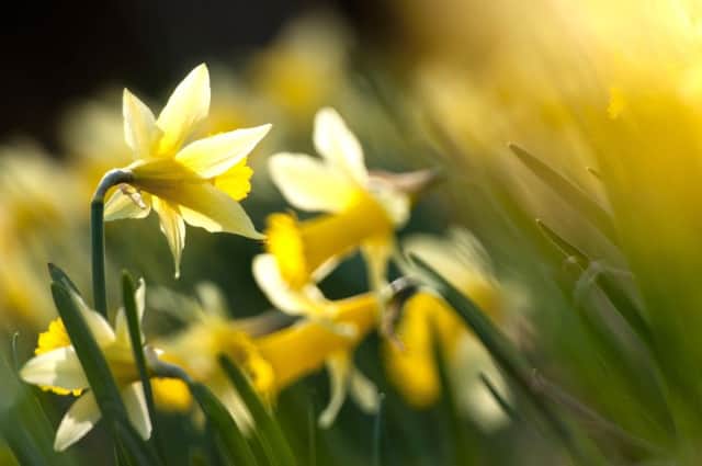 Daffodils. Picture by Ross Hoddinott  From: Alice Ashcroft
