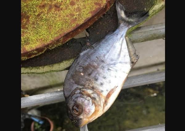 A piranha was found at the Chichester waste water treatment works. Picture: Southern Water