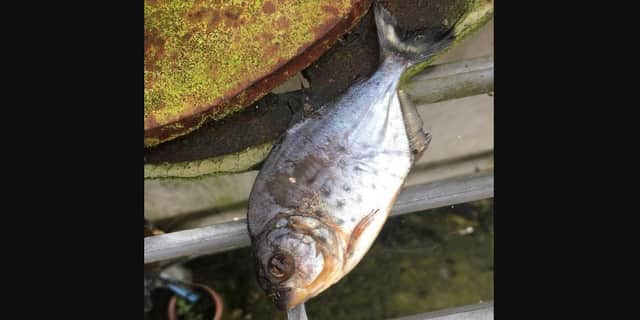 A piranha was found at the Chichester waste water treatment works. Picture: Southern Water