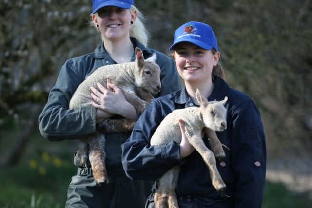 Coombes Farm lambing 2018. Pictures: Eddie Mitchell