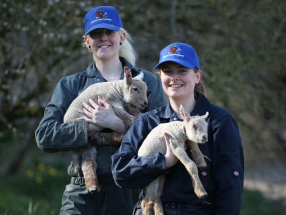 Coombes Farm lambing 2018. Pictures: Eddie Mitchell