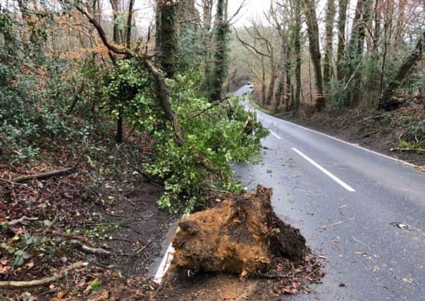 The fallen tree on the B2131 in Hammer. Picture: Chichester Police