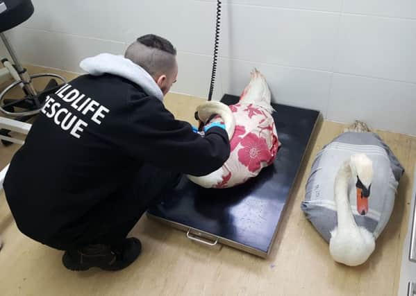 The swans appeared to be a couple, according to the casualty manager. Picture: East Sussex Wildlife Rescue and Ambulance Service (WRAS)