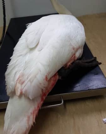 The swans appeared to be a couple, according to the casualty manager. Picture: East Sussex Wildlife Rescue and Ambulance Service (WRAS)