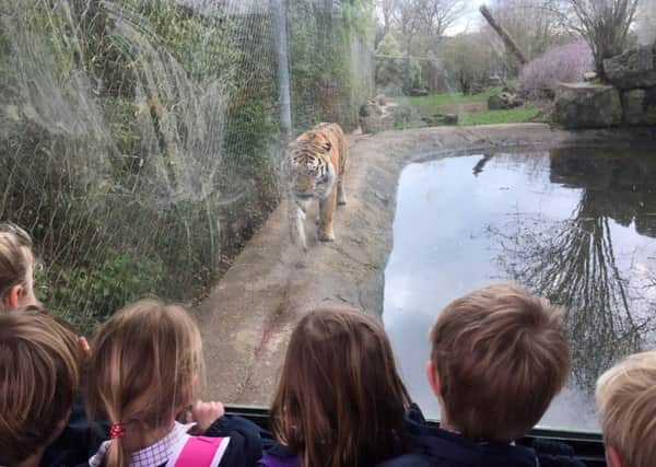 A tiger at Marwell Zoo, watched by the pupils