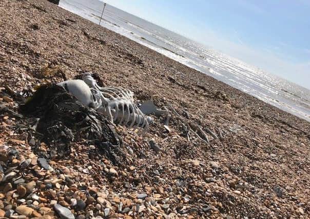 The mermaid skeleton 'find' on Worthing beach. Picture: Lizzi Mills