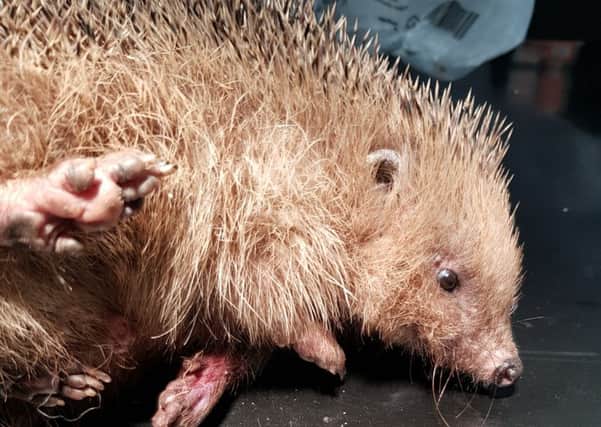 The hedgehog sadly had to be put down due to the extent of its injuries