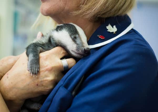 Monty the badger cub is just a few weeks old. Picture: Claire Bond, Photography by Bond