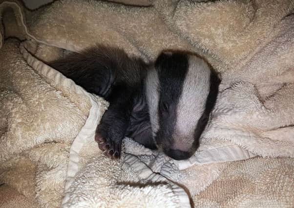 The badger cub, named Monty by Coastway Vets in Shoreham