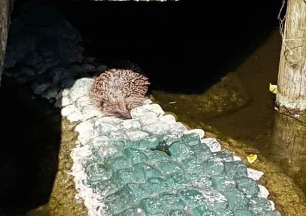 The stranded hedgehog
