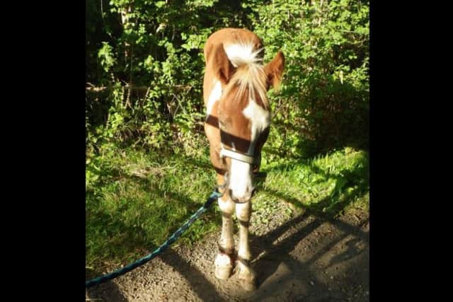 This horse was left for dead. Photo: RSPCA
