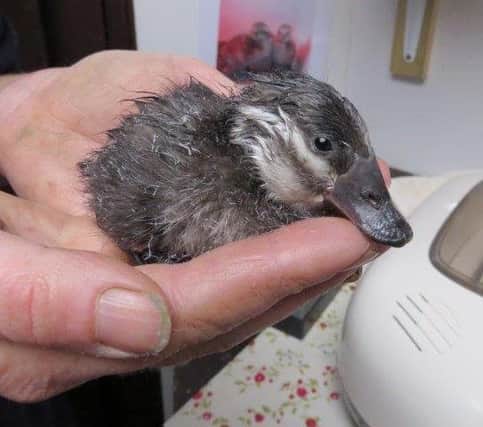 Louis the ducking, hatched in Sussex this weekend, belongs to one of the most endangeed species of duck in the worlds SUS-180429-111246001