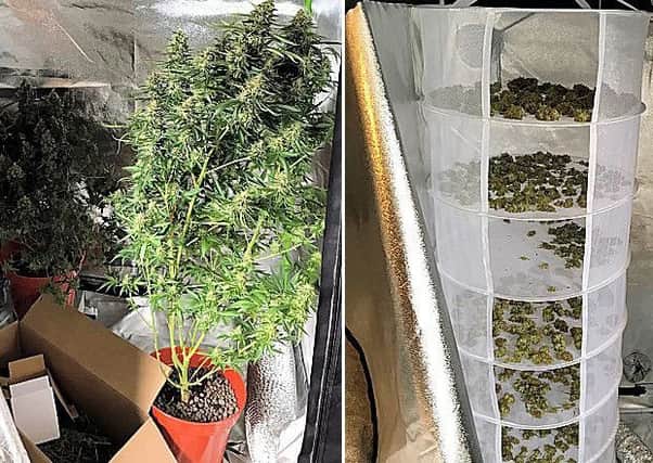 Cannabis seized from Hunston Road. Image provided by Sussex Police