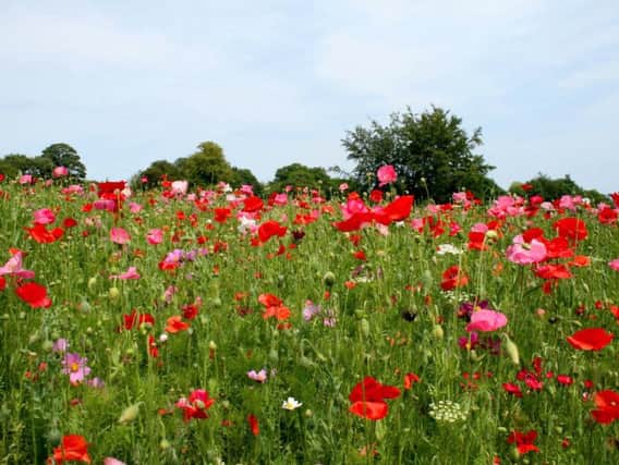 Poppy displays have been created in Adur and Worthing to mark the 100th anniversary of World War One