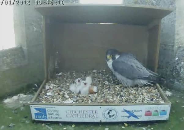 A still from the live webcam, showing the chicks