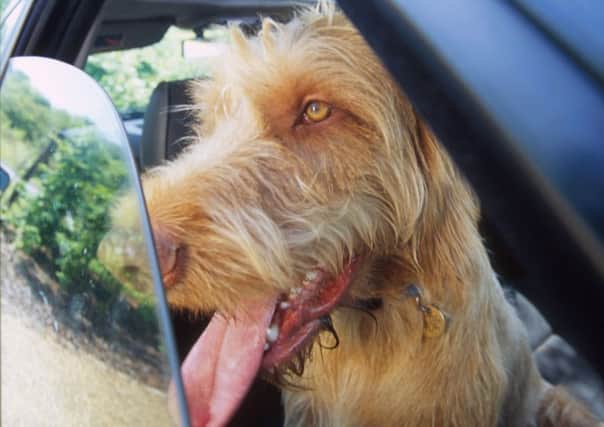 The RSPCA has issued a warning over keeping pets in warm cars