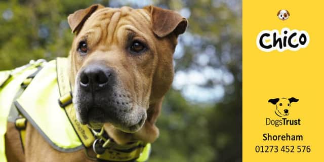 Chico is Dogs Trust Shoreham's Dog of the Week