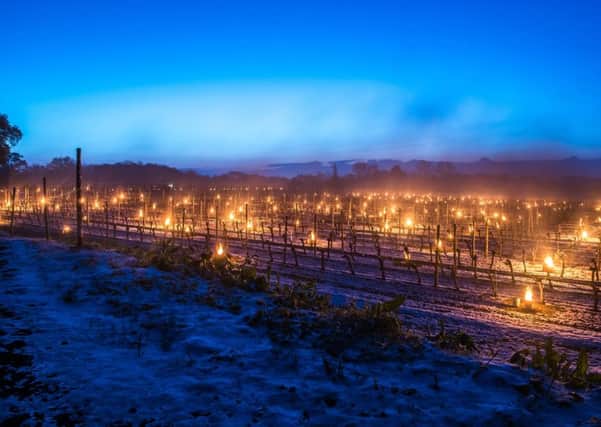 Frost prevention Bougies lit at the snow covered Ridgeview Wine Estate. Picture by Julia Claxton.