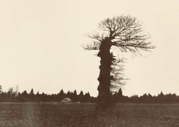 The last tree standing in John Helyers Southfields before they became the Beaumont Estate