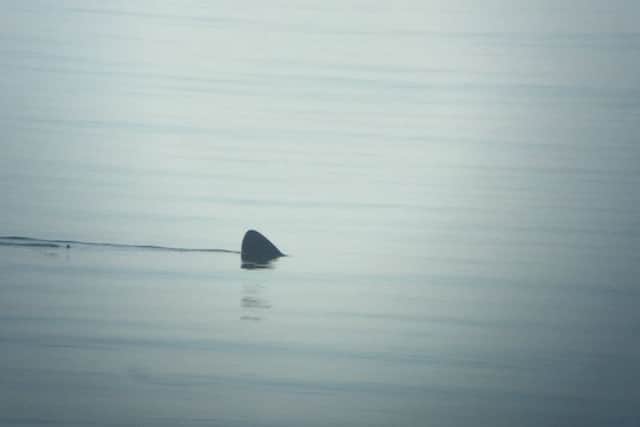 Basking shark off the coast of Pett Level. Photo by William Legge. SUS-180514-145511001