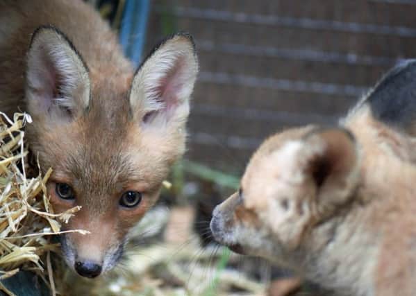 Fox cubs move to new outdoor pen (3) SUS-180516-100538001