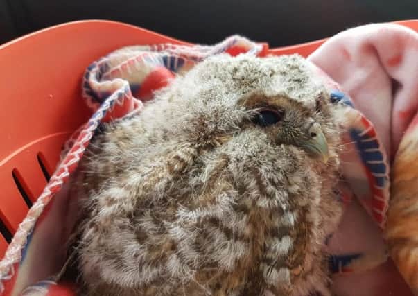 The baby tawny owl was flown from Shoreham Airport to Staverton Airport, in Gloucestershire, for specialist surgery